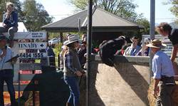 Adaminaby Easter Fair dog high jump competition