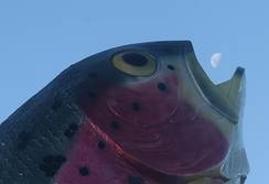 The Big Trout looks like he's about to eat the moon